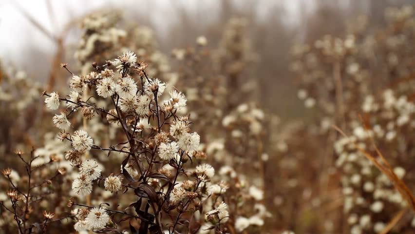dry flower