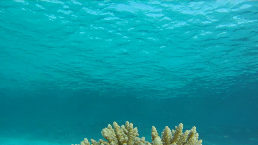 Young couple snorkelers swim towards the camera, holding hands, over the coral with fish Dascyllus in the Red Sea.