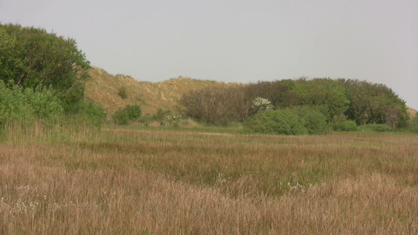Dune nature preserve Zwanenmeer (5) 
