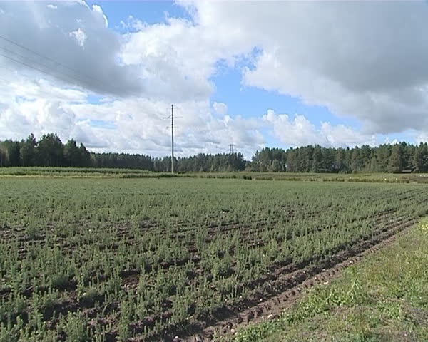 Field planted with small evergreen Christmas tree fir saplings. Forest planting. Clouds in sky. 