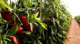 organic greenhouse food agriculture red sweet pepper