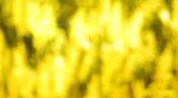 Blur golden flower