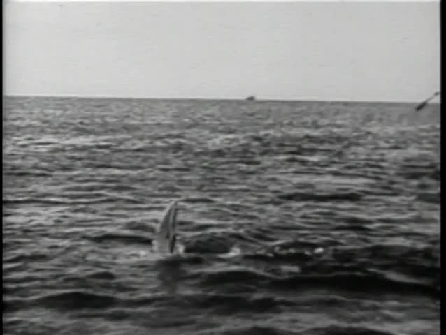 Polynesian men in boat attempting to harpoon shark