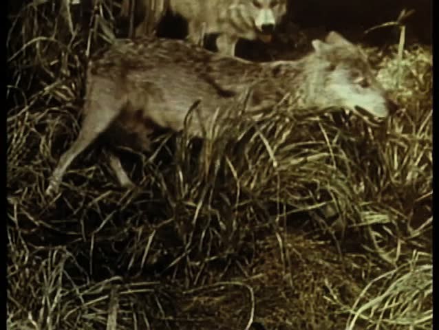Two wolves walking in jungle