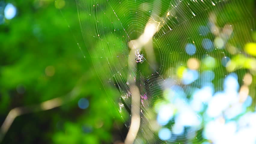 Spider web of the hunt 