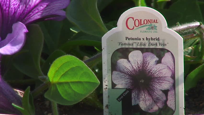 Petunia hybrid flowers.