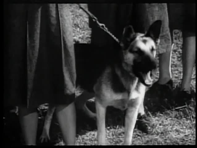 German Shepherd on leash barking