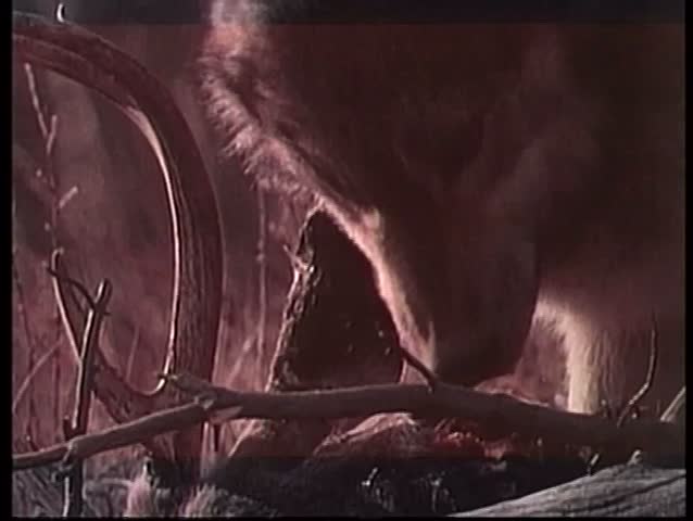 Wolf eating prey in wilderness