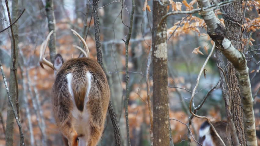 Whitetail Deer (Odocoileus virginianus) in Georgia