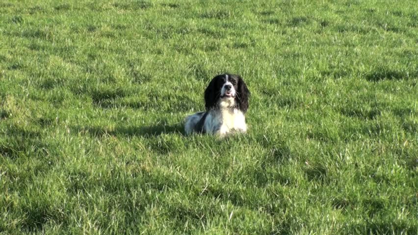 English springer spaniel dog in a field