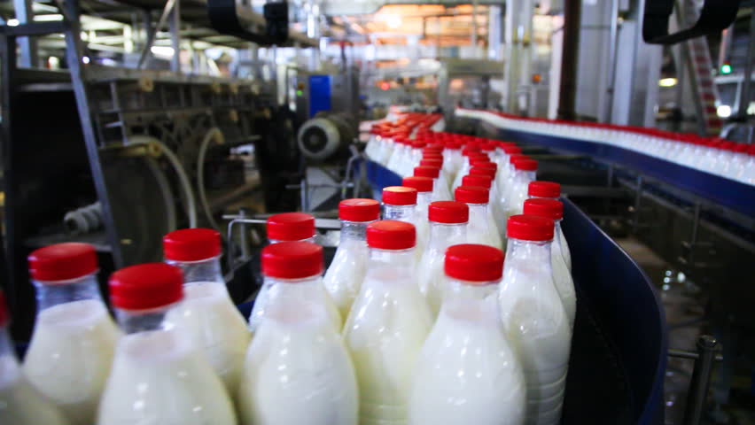 many bottles milk with red caps move wide conveyor belt at factory