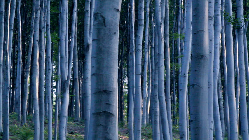Moody birch forest
