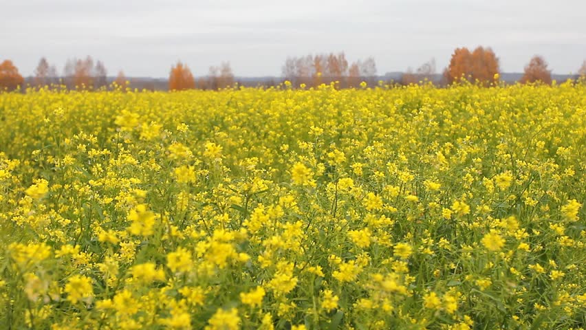 Field of rapeseed