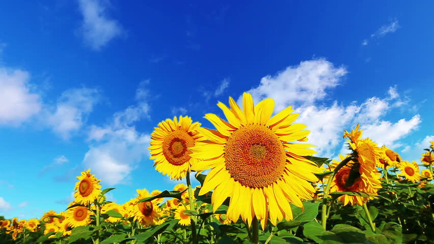 flowering sunflowers