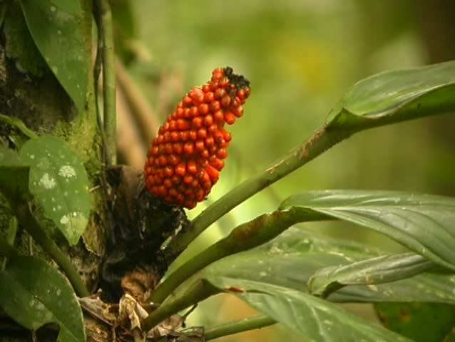 Epiphytic aroid on a tree trunk in tropical rainforest