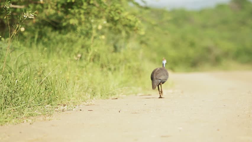 Two guinea fowls walking on the dirt road