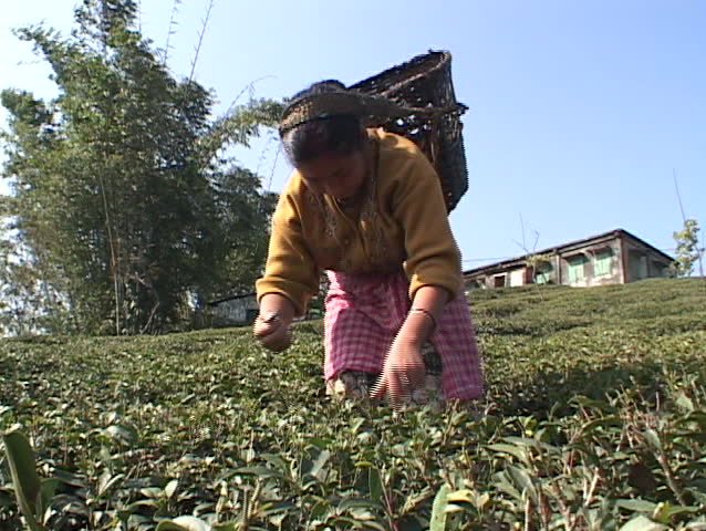 Workers pick tea leaves at a plantation near Darjeeling India.