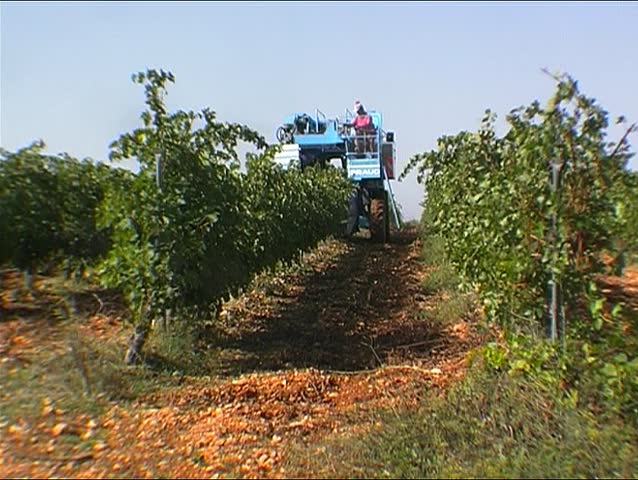 Grape harvesting 3