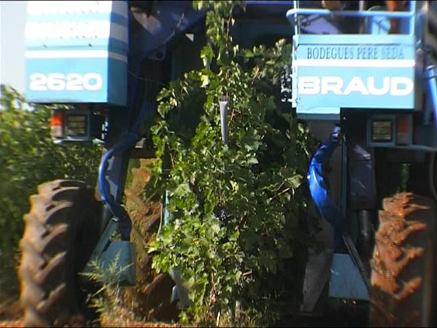 Grape harvesting 6
