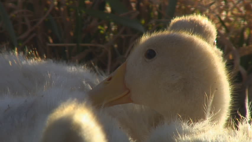 Young domesticated ducklings huddle together in the evening sun preening their down feathers.