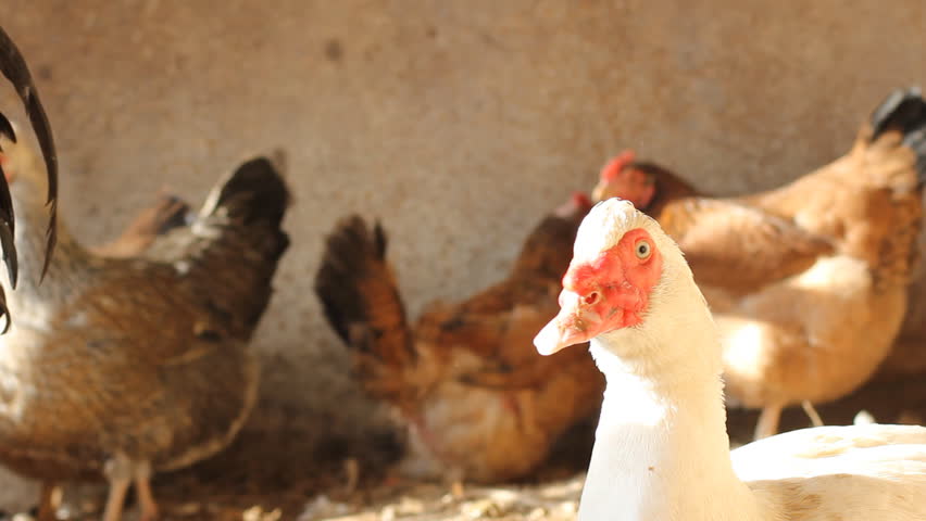 white goose