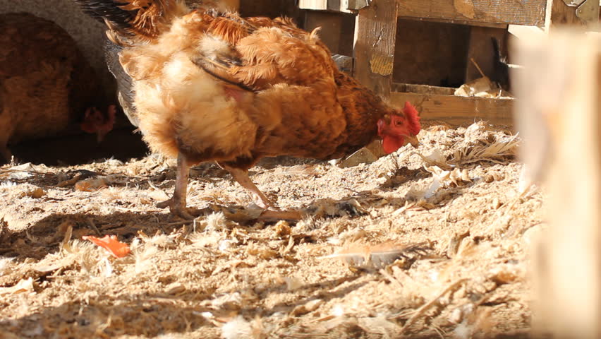 hen in the hen house