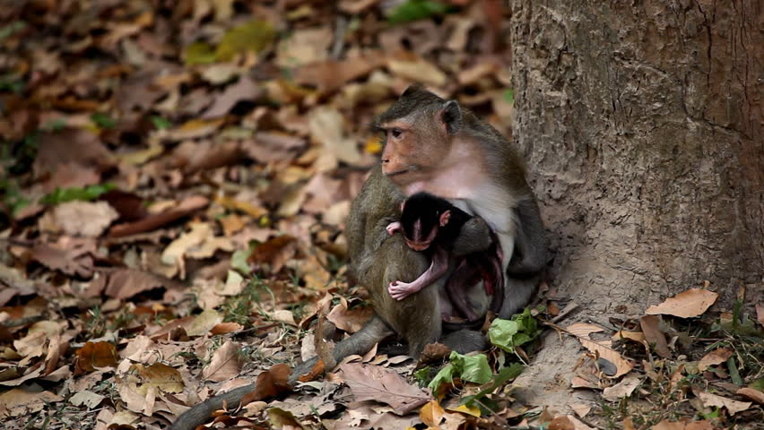 Cambodian macaque monkey female mother taking care of her baby monkey 