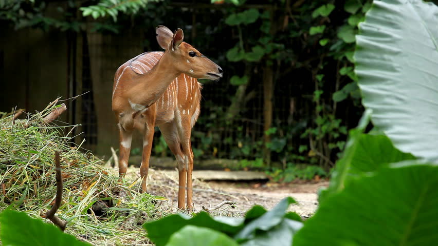 Deer (Cervidae), Bambi, Ruminant Mammals, Eating, Relaxing in the Forest, Wild