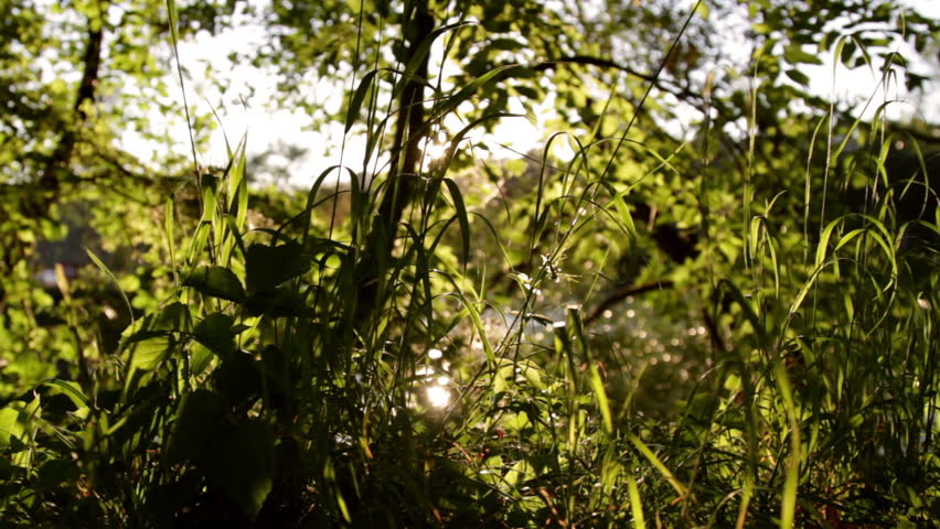 Shot of a nature scenic in summer, slide move