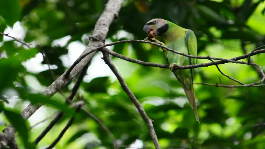 Bird of Thailand Red-breasted Parakeet state