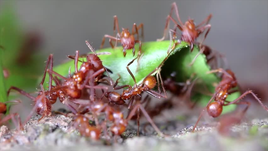 Leaf Cutter ants cutting leaves and fighting over the bounty in the Peruvian Amazon