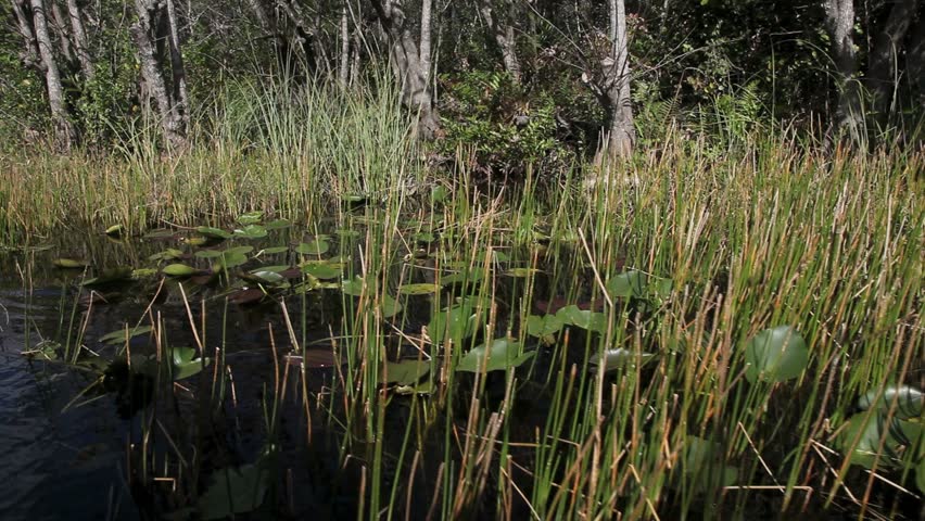 Ecosystem vegetation of the Everglades National Park- January 2012