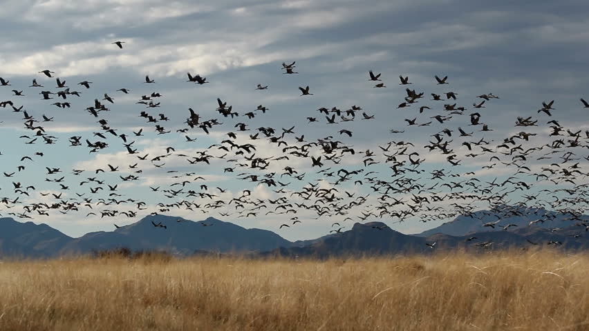 Flocks of sandhill cranes fly over Arizona wildlife refuge grasslands. 1080p