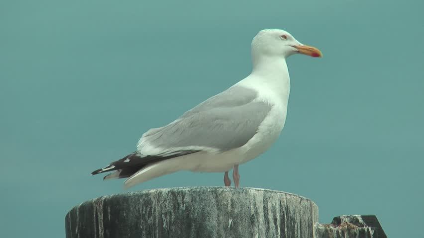 seagull