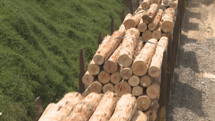 A train pulls wagons of lumber from the forest to a timber mill.