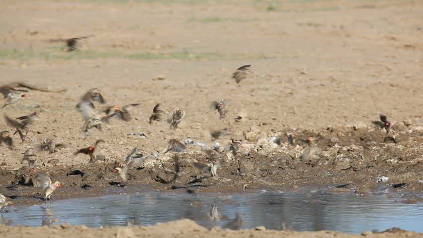 Red-billed Queleas (Quelea quelea) drinking water at a waterhole, Kalahari desert, South Africa