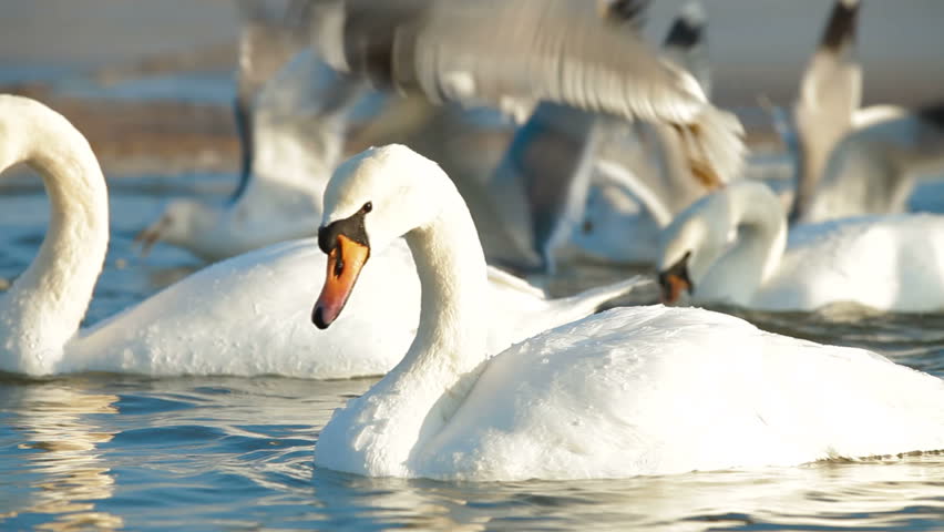 Flock of Migrating Mute Swans at Frozen Winter Lake