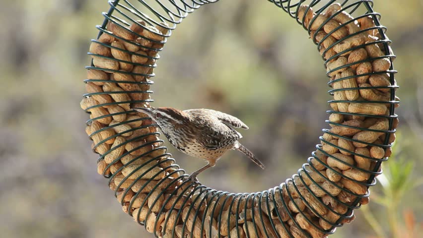 Arizona bird, a cactus wren, drills holes in peanut with beak, aggressively pecks, strikes shell until he exposes nut, grabs it with his beak, flies away.