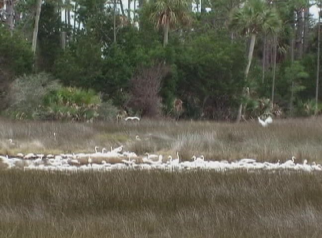 A large number of Great White Herons gather in the swamp in north Florida.