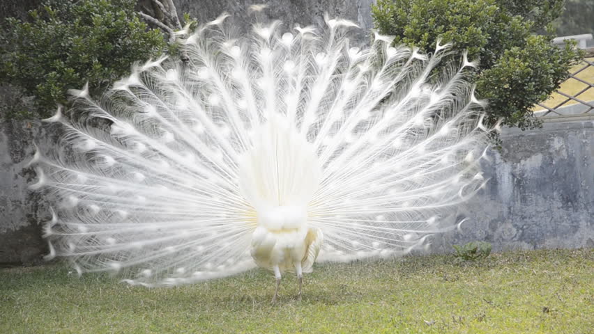 white peacock show tail feather
