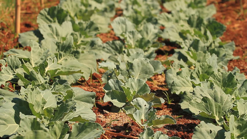 Cabbage farm.