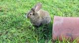 Rabbit are eating on the grass