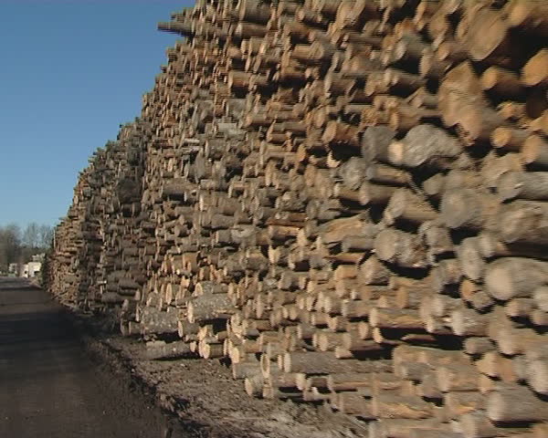 Large piles of cut tree trunks natural round logs. Blue sky. Timber industry.
