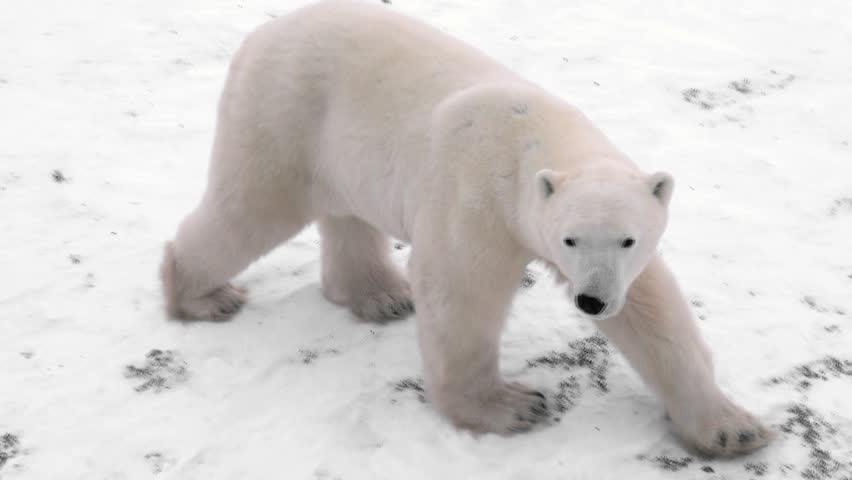 Wild polar bear tracked from a tundra Lodge in Churchill Canada