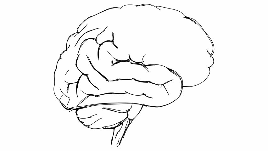 brain sketch