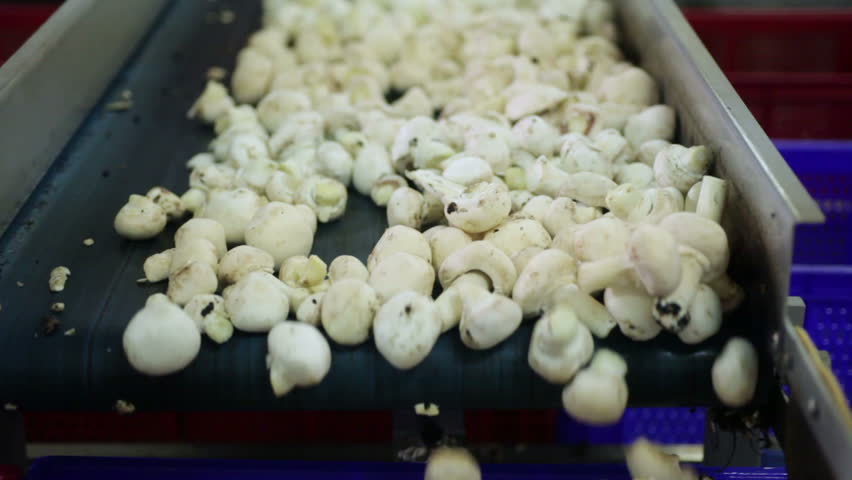 Mushrooms are sorted for further processing