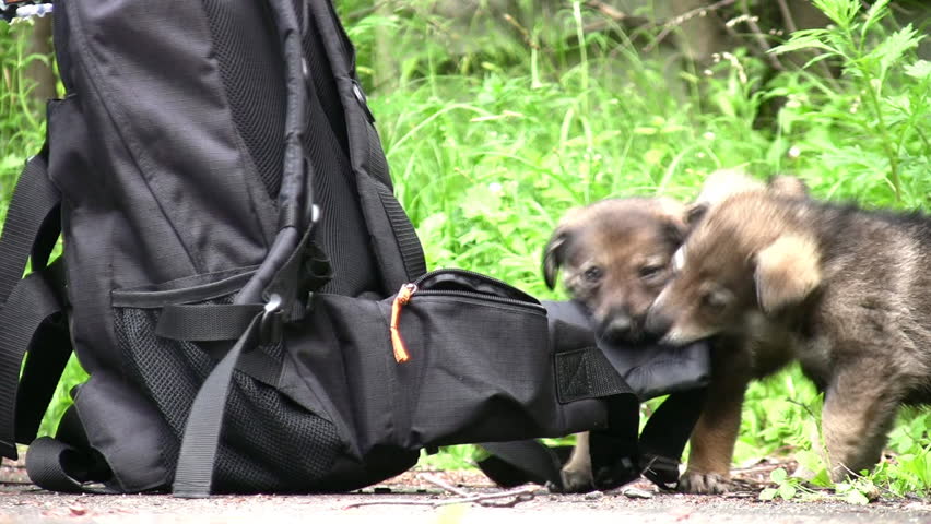 sprogs and knapsack