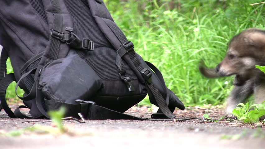 puppy and knapsack