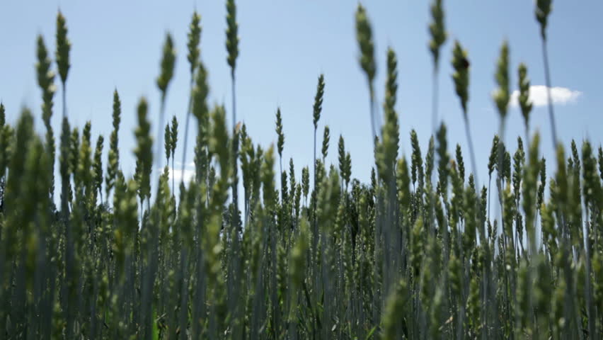 Barley with ladybirds in summer 6
