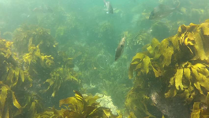 Female Spotty at Goat Island marine reserve in New Zealand